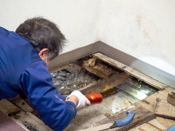 Best Mold Remediation  in Toluca, IL