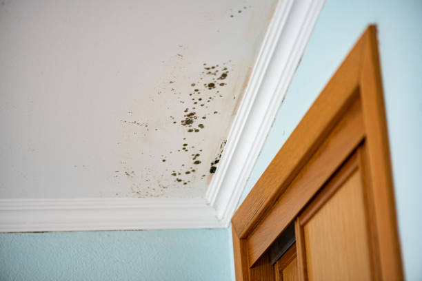 Best Attic Mold Removal  in Toluca, IL