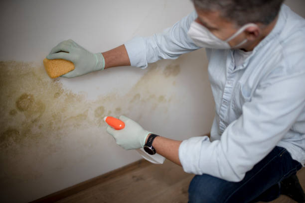 Best Residential Mold Removal  in Toluca, IL