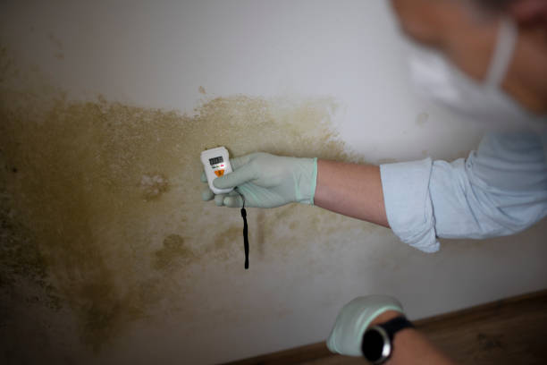 Best Crawl Space Mold Removal  in Toluca, IL