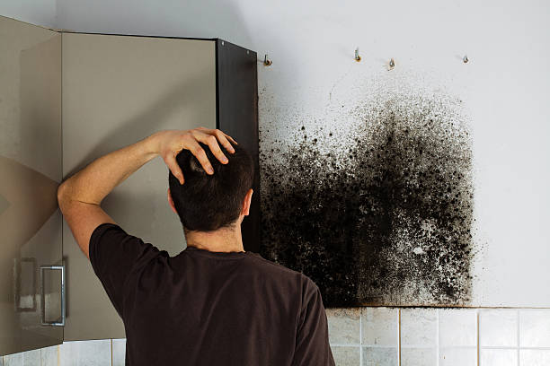 Best Certified Mold Removal  in Toluca, IL