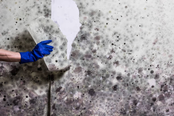 Best Certified Mold Removal  in Toluca, IL
