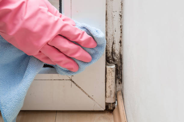 Best Toxic Mold Removal  in Toluca, IL