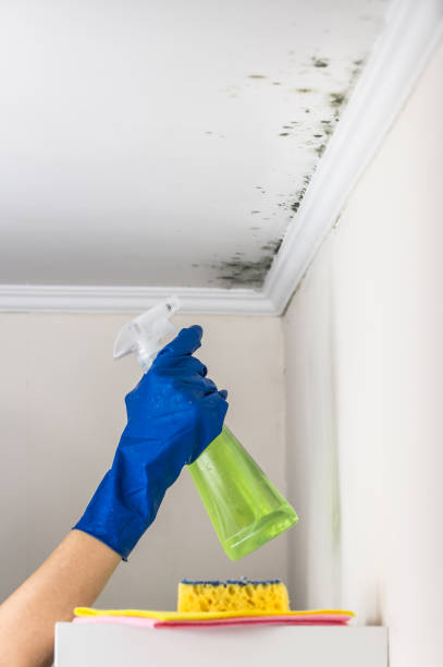 Attic Mold Removal in Toluca, IL