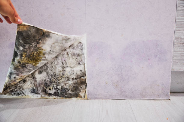 Best Professional Mold Removal  in Toluca, IL